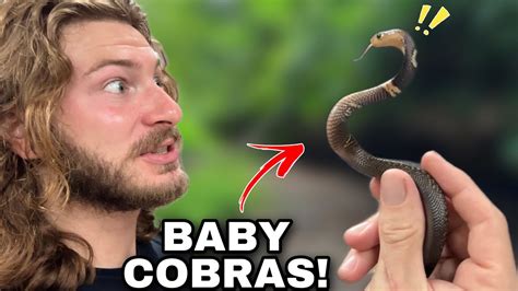 Baby Cobra Update! - YouTube