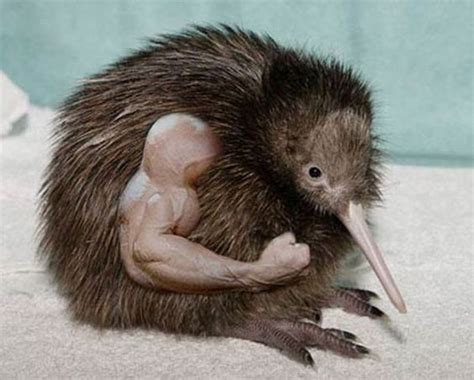 Funny: Photoshopped birds with arms | Photoshopped Animals | Pinterest ...