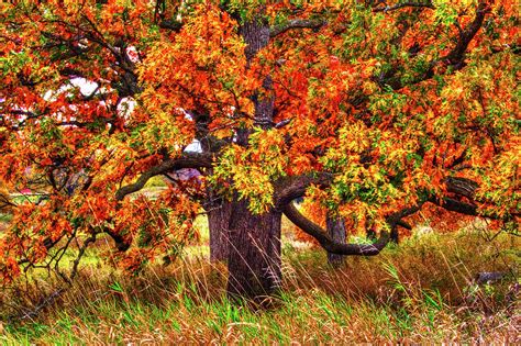 Autumn Burr Oak Photograph by Roger Passman - Pixels