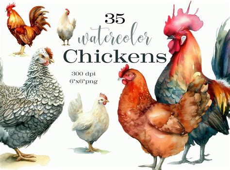 35 Watercolor Chickens Chicken Art Chicken Clipart Rooster - Etsy