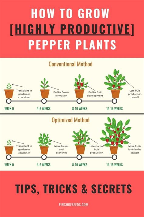 How To Grow Highly Productive Pepper Plants | Vegetable garden for ...