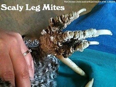 Scaly Leg Mites in Chickens, Identification & Treatment | The Chicken Chick®