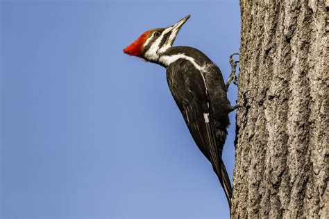 3 Reasons Why Woodpeckers Are Pecking Your House