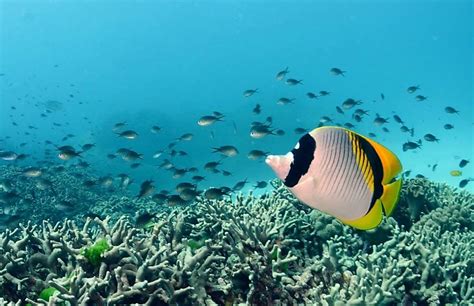 great-barrier-reef-butterfly-fish - Australia Liveaboard