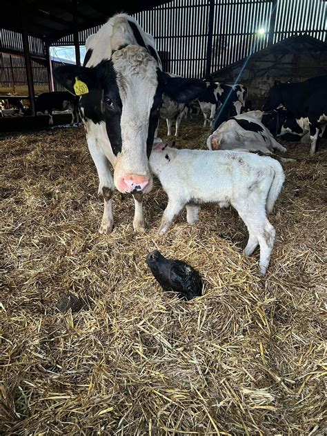 Calf rescued from slurry pit at Shropshire farm | Shropshire Star