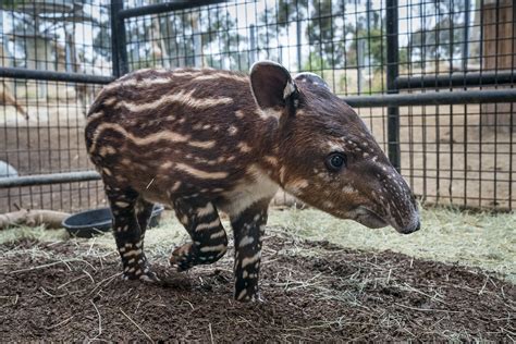 San Diego Zoo Welcomes First Endangered Baird’s Tapir in 30 Years ...