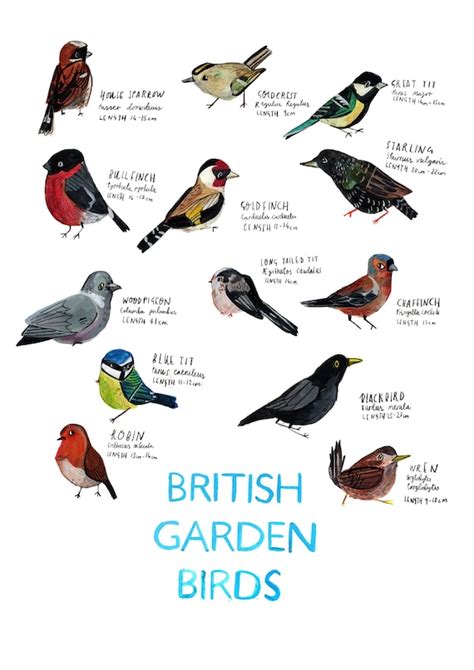 A3 British Garden Birds Poster - Etsy UK