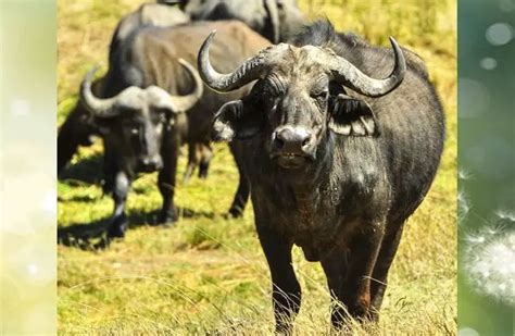 Water Buffalo - Description, Habitat, Image, Diet, and Interesting Facts