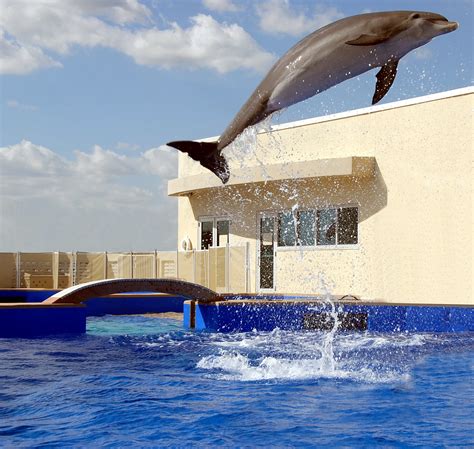 Dolphin Jumping Free Stock Photo - Public Domain Pictures