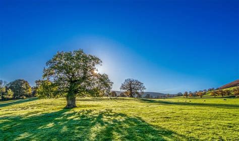 Free picture: blue sky, tree, countryside, summer, hill, grass, landscape, nature