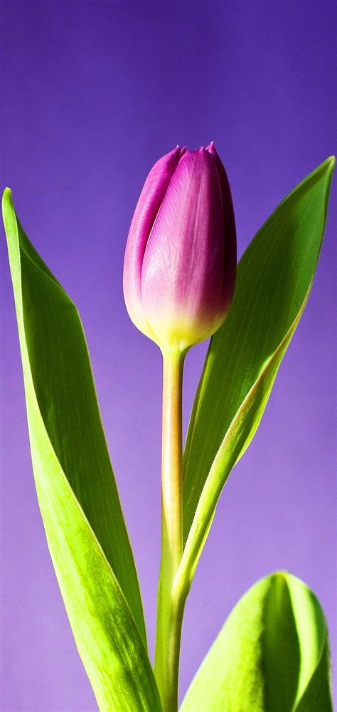 Purple tulips, flowers, bonito, tulips, purple, HD wallpaper | Peakpx