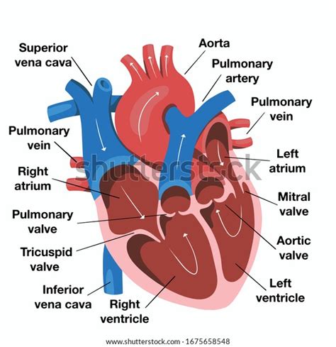 16,668 Human Heart Diagram Images, Stock Photos & Vectors | Shutterstock