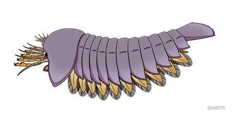 FOSSIL HUNTRESS: CHELICERATA: EURYPTERIDS, SPIDERS AND HORSESHOE CRABS