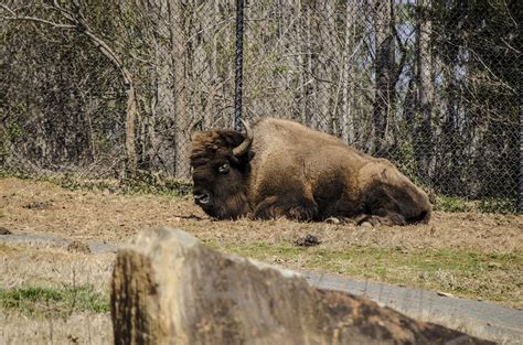 Asheboro Zoo 67 | Trip to the Asheboro Zoo March 10, 2013 | hsjr_cms ...