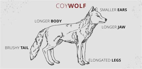 Coywolf, The Hybrid Predator | Wolf Stuff