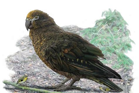 Fossils of world's largest parrot discovered in New Zealand - BirdGuides