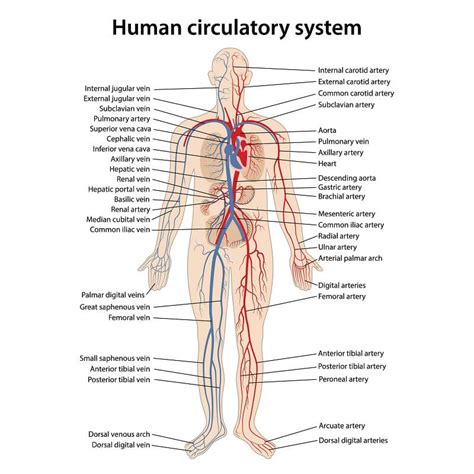 What Is Transportation System In Biology - Transport Informations Lane