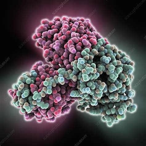 Human electron transfer flavoprotein - Stock Image - C014/9947 - Science Photo Library