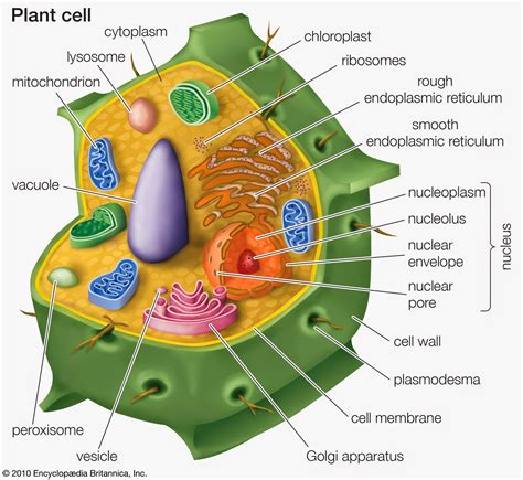 Label The Organelles Of A Cell