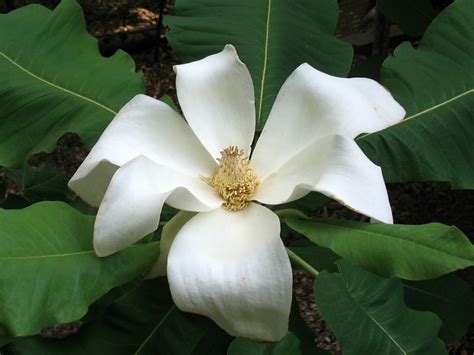 Using Georgia Native Plants: Magnolias, Southern Style