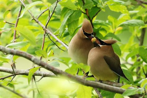 Cedar Waxwing Facts, Habitat, Diet, Life Cycle, Baby, Pictures