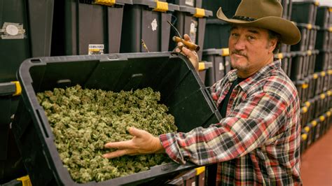 'Growing Belushi': Jim Belushi Is A Cannabis Farmer For Discovery