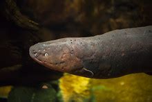 Electric Eels Free Stock Photo - Public Domain Pictures