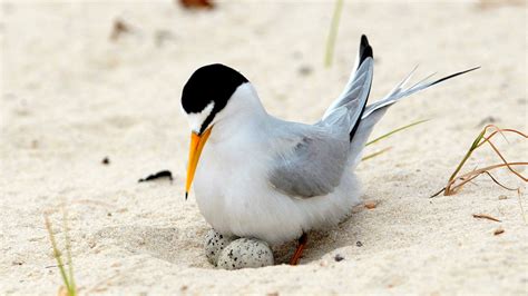 Interior least tern off endangered species list after near extinction