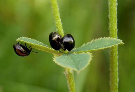 Tiny Black Bugs In House That Jump And Bite | Psoriasisguru.com