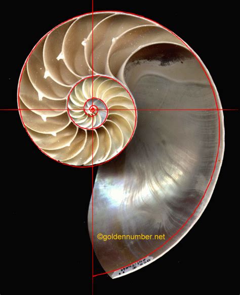 The Nautilus shell spiral as a golden spiral