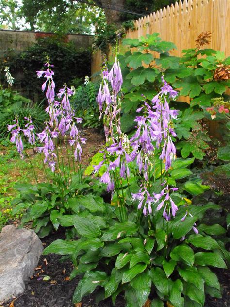 Dirty Thoughts: A Gardening Life: Hosta Flowers