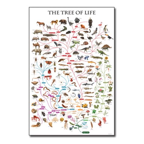 Tree of life chart -Cladistics - Think Education Supplies