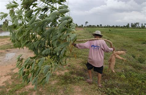 The History and Domestication of Cassava