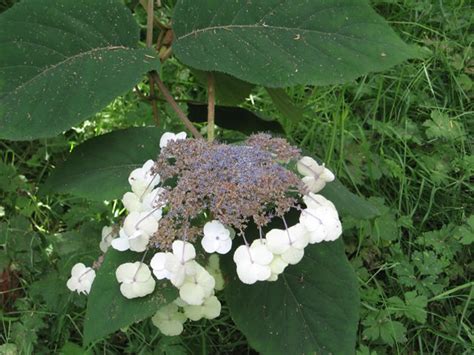 Hydrangea aspera, How to Grow and Care for Rough-leaf Hydrangeas - Garden Helper, Gardening ...