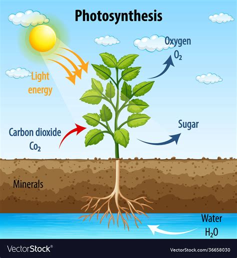 Photosynthesis Diagram