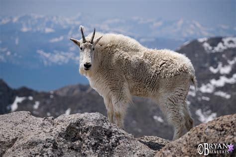 Colorado Rocky Mountain Wildlife Photography-Bryan Maltais