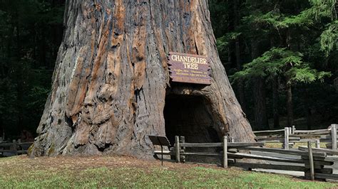 Giant Redwoods Drive Through