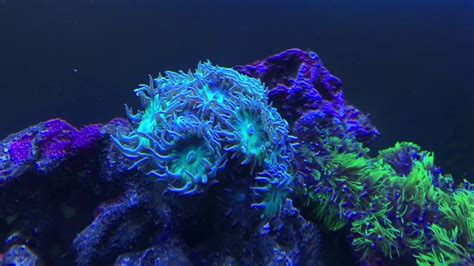 Duncan coral with 20 heads - duncan coral growth - rotter tube reef ...