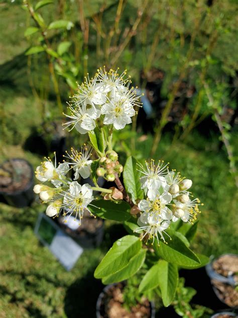 Bitter Cherry - Plan Bee Native Plants