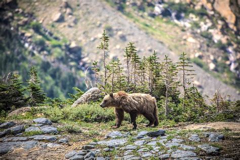 "Unusual" Grizzly Bear Behavior Prompts Trail Closures At Glacier ...