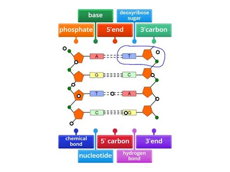 DNA structure - Labelled diagram