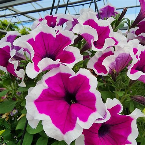 Petunia Care — Bob's Market and Greenhouses