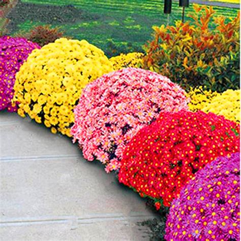 Chrysanthemum Seeds, Ground-Cover Plants, 100pcs/pack – GreenSeedGarden