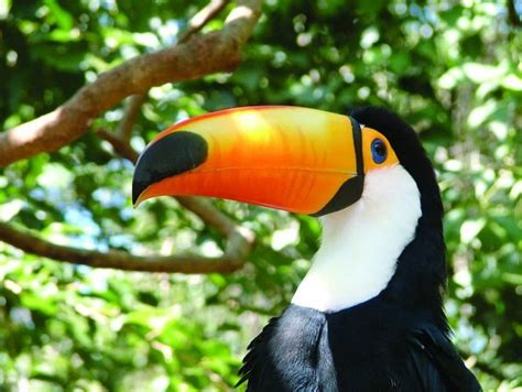toucan | Amazon river animals, Rainforest animals, Amazon animals
