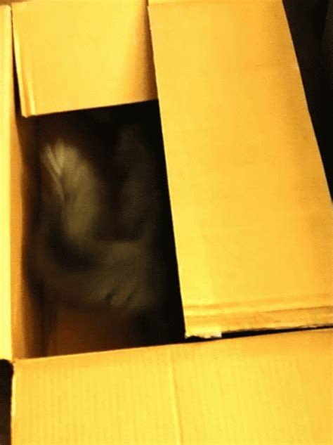 What's In The Box Black Cat Hiding GIF | GIFDB.com