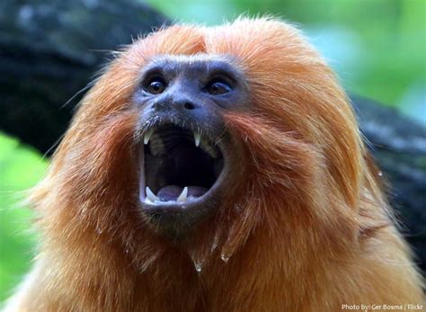 Interesting facts about golden lion tamarins | Just Fun Facts