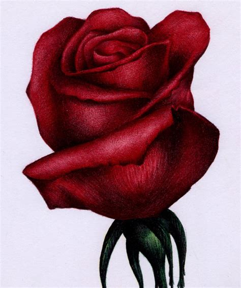 Red Rose Sketch - Bic Ballpoint Pen by VianaArts on DeviantArt