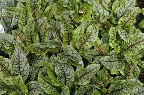 Sorrel: A Well-adapted and amazing plant full of benefits | Native American Herbalism