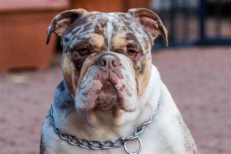 Merle English Bulldog: Everything We Know About This Rare Pup