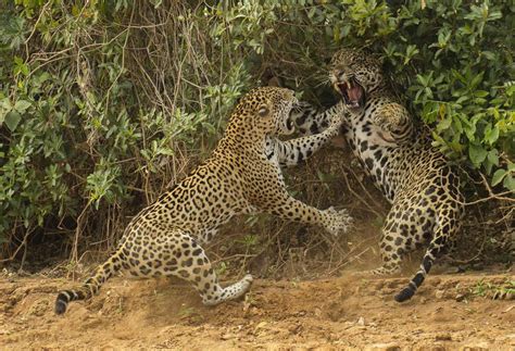 Jaguars of the Pantanal: Wildlife Photography Tours in Brazil